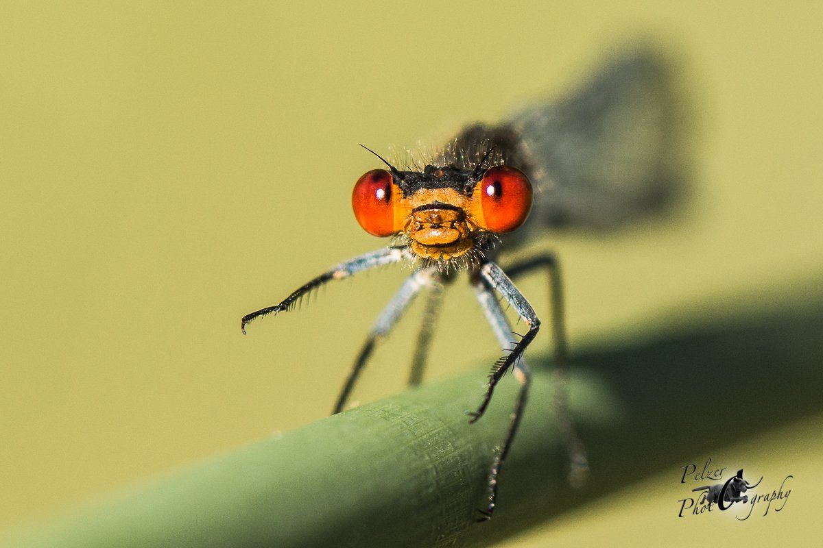 Großes Granatauge (Erythromma najas)