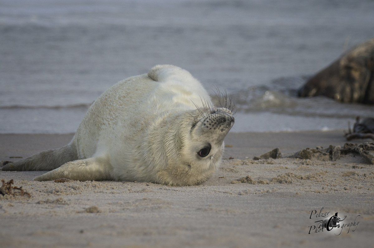 Helgoland Kegelrobbe (Halichoerus grypus)