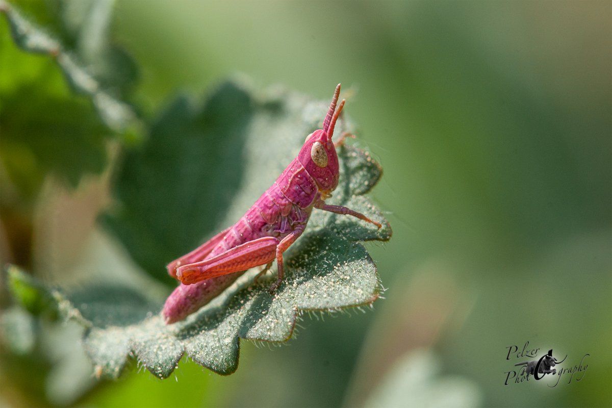 Nachtigall-Grashüpfer (Chorthippus biguttulus)