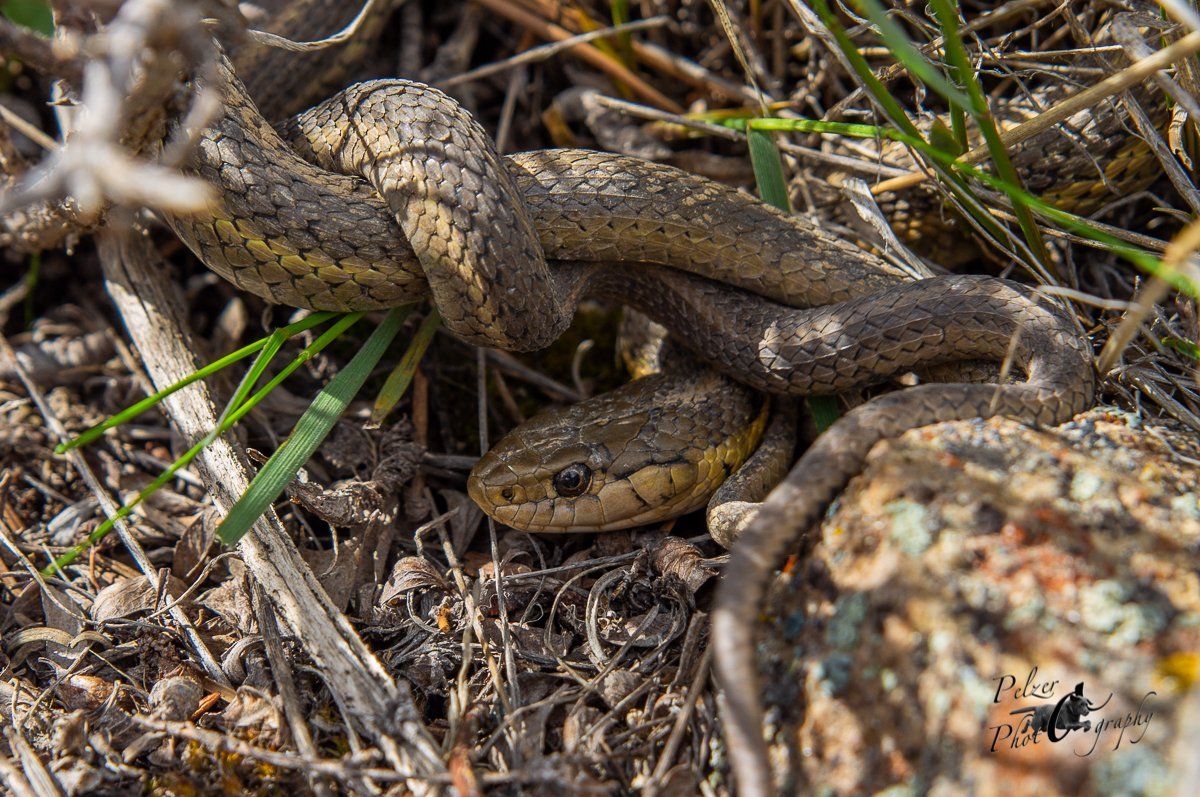 Prärie-Strumpfbandnatter (Thamnophis radix)