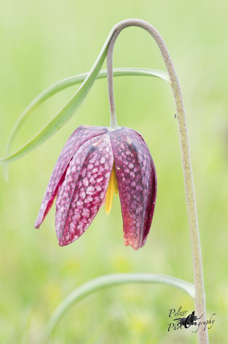 Schachbrettblume (Fritillaria meleagris)