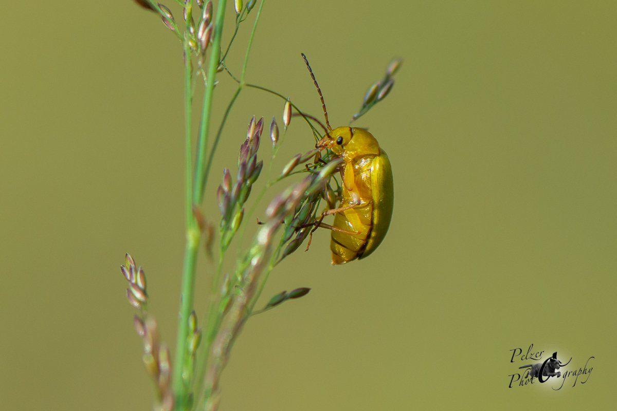 Schwefelkäfer (Cteniopus flavus)