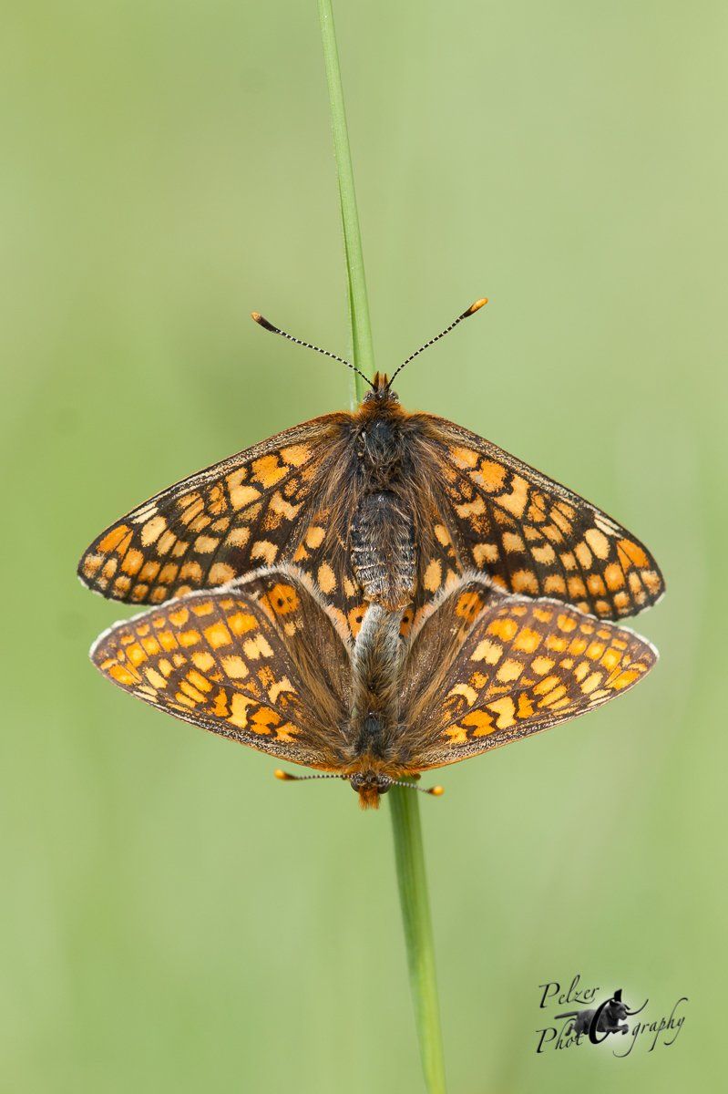 Skabiosen-Scheckenfalter (Euphydryas aurinia)