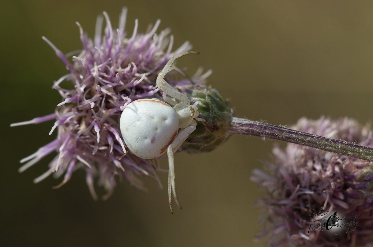Veränderliche Krabbenspinne (Misumena vatia)