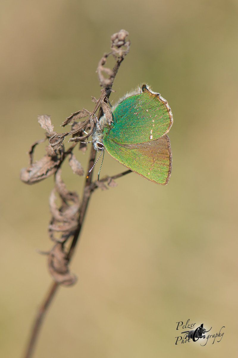 Grüner Zipfelfalter (Callophrys rubi)