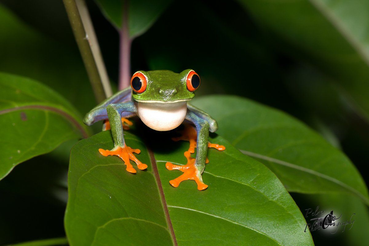 Rotaugenlaubfrosch (Agalychnis callidryas)