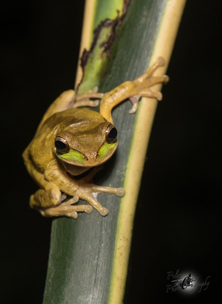Costa-Rica-Laubfrosch (Smilisca phaeota)