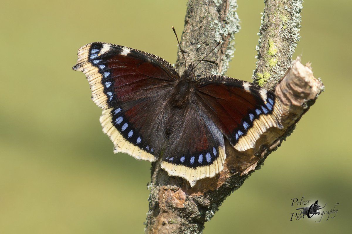 Trauermantel (Nymphalis antiopa)