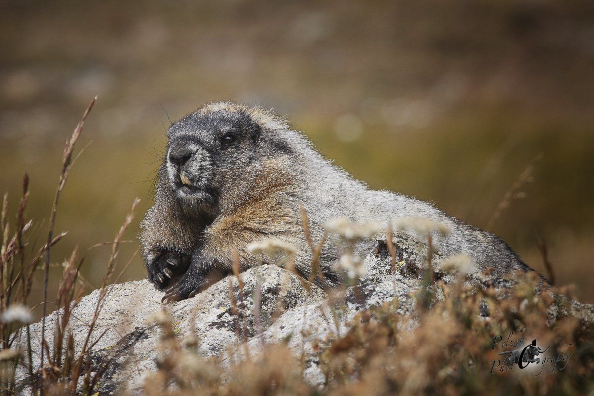 Eisgraues Murmeltier (Marmota caligata)