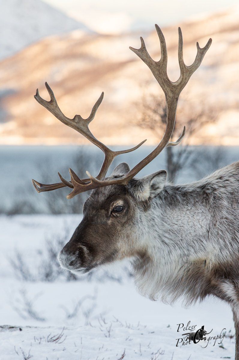 Eurasisches Tundraren (Rangifer t. tarandus
