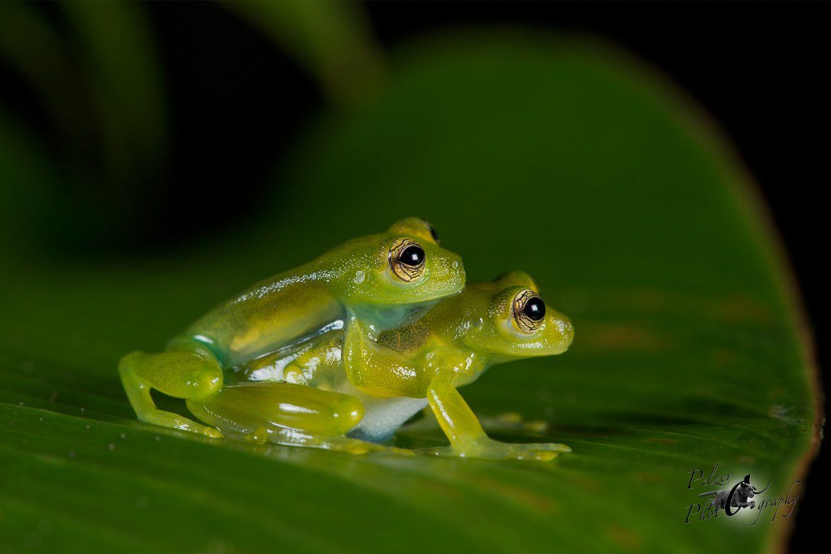 Reticulated Glass Frog (Hyalinobatrachium valerioi)