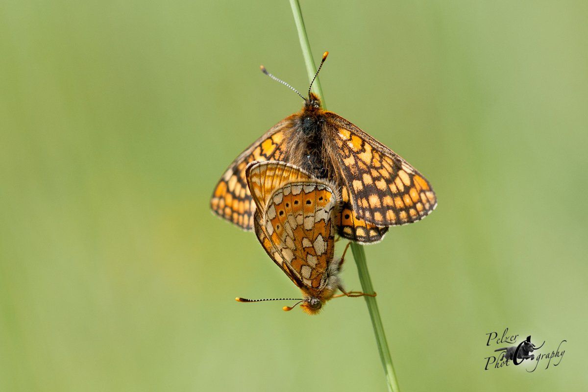 Skabiosen-Scheckenfalter (Euphydryas aurinia)
