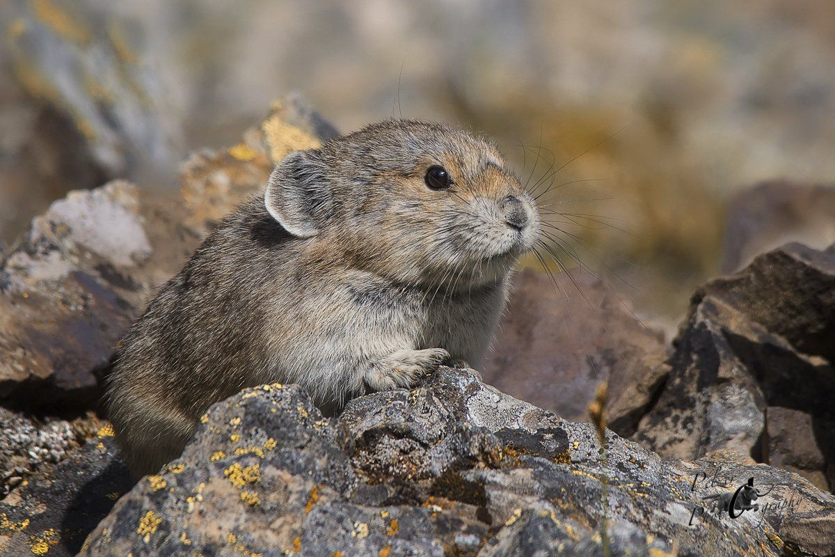 Alaska-Pfeifhase (Ochotona collaris)