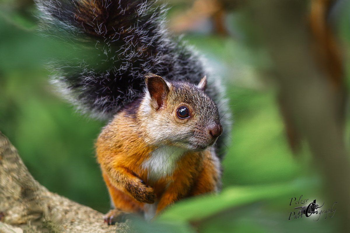 San-José-Bunthörnchen (Sciurus variegatoides rigidus)