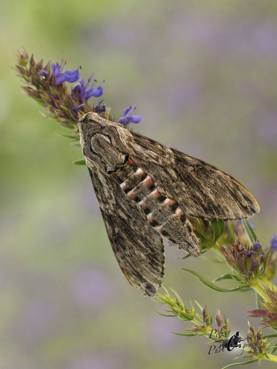 Windenschwärmer (Agrius convolvuli)
