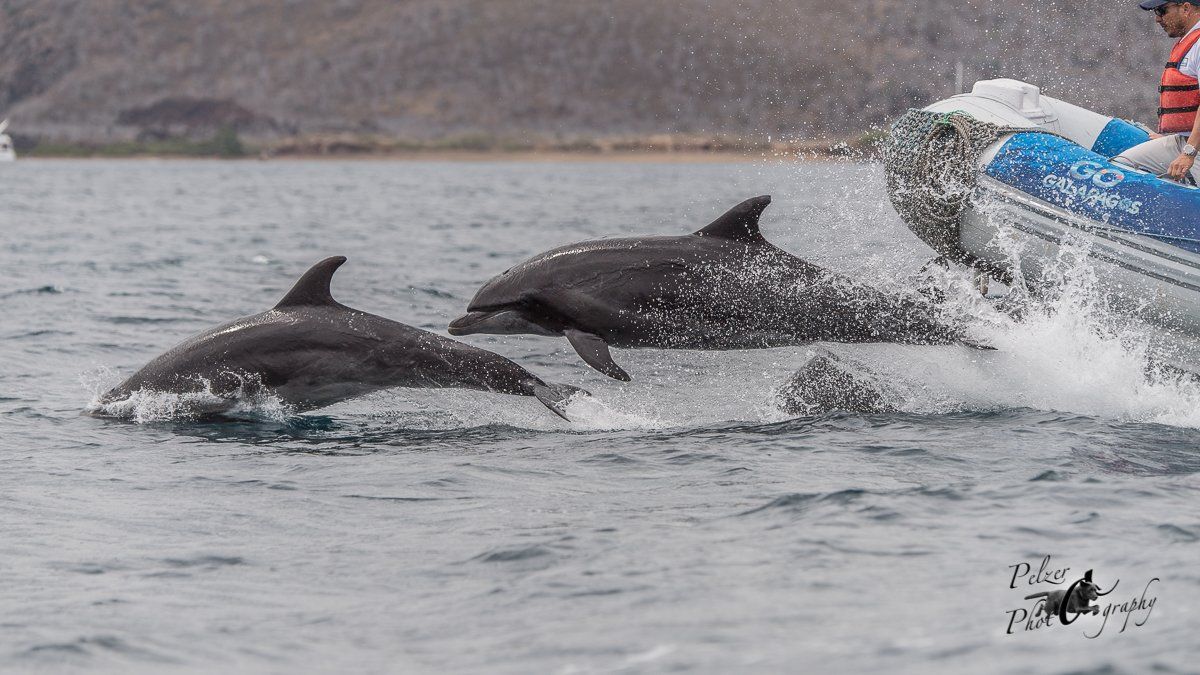 Große Tümmler (Tursiops truncatus)