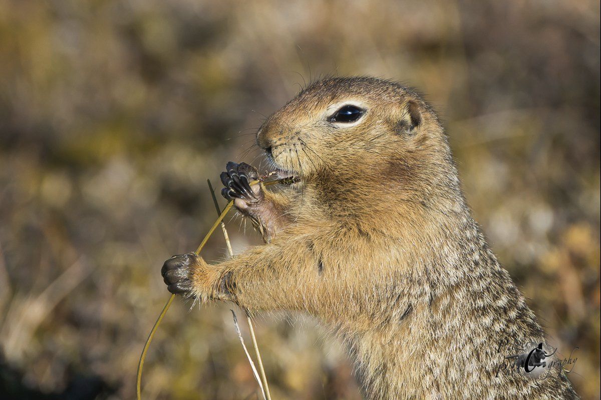 Arktischer Ziesel (Urocitellus parryii)