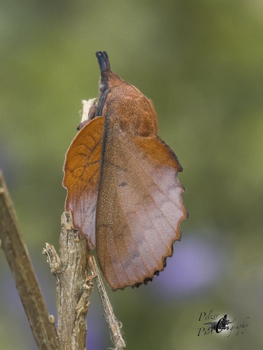 Kupferglucke (Gastropacha quercifolia)
