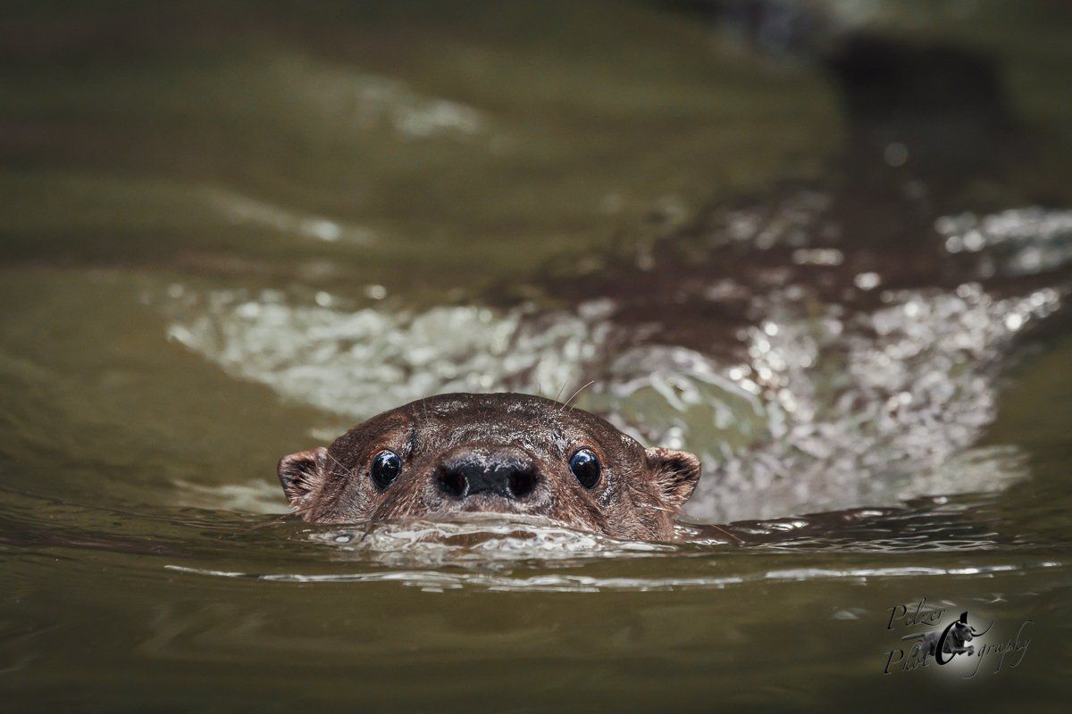 Südamerikanischer Fischotter (Lontra longicaudis)