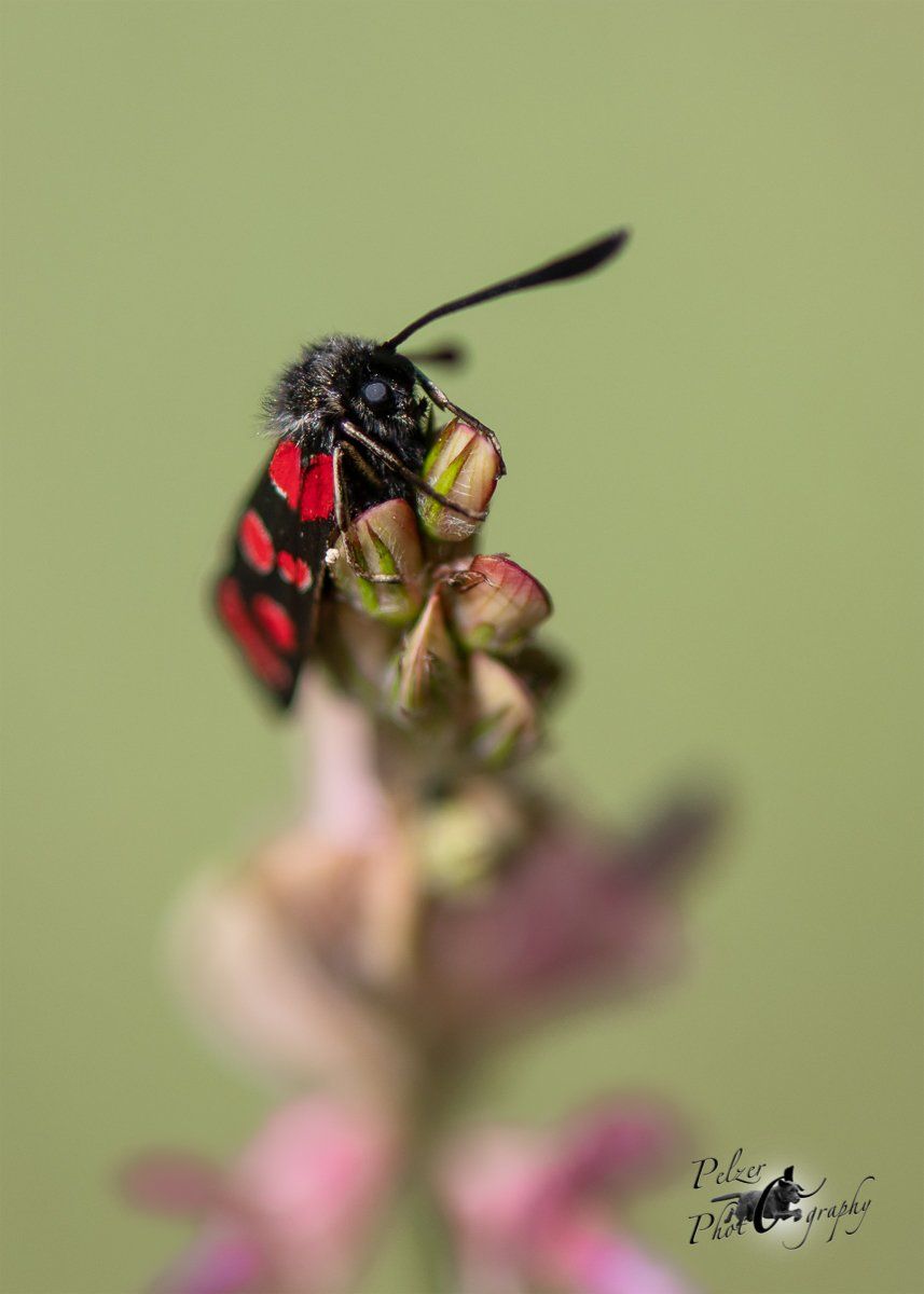 Esparsetten-Widderchen (Zygaena carniolica)