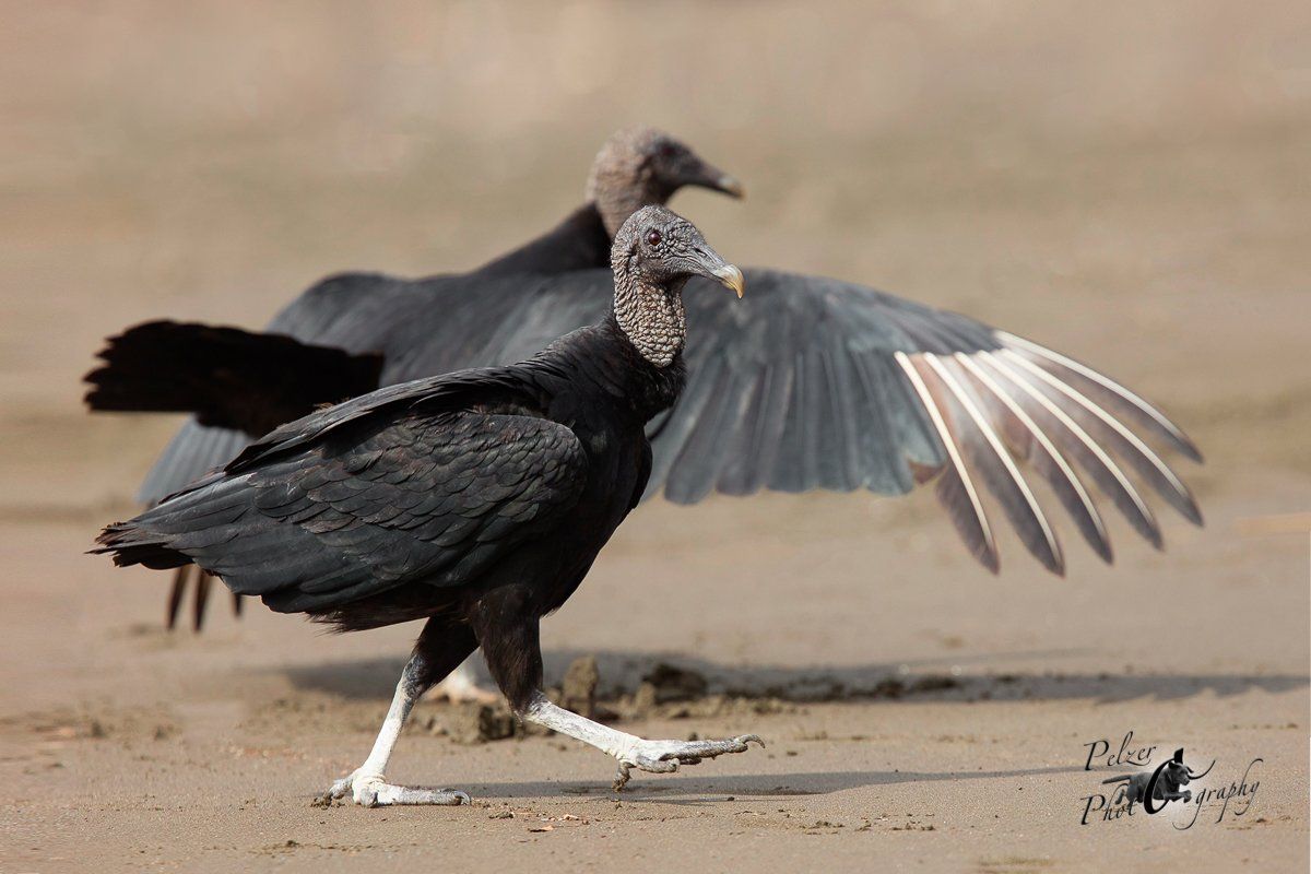 Rabengeier (Coragyps atratus brasiliensis)