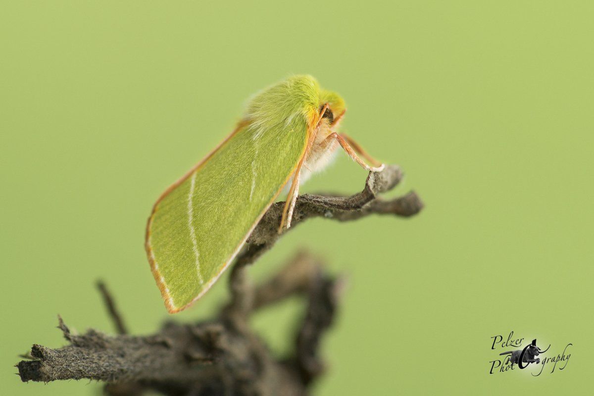 Buchen-Kahneule (Pseudoips prasinanus)