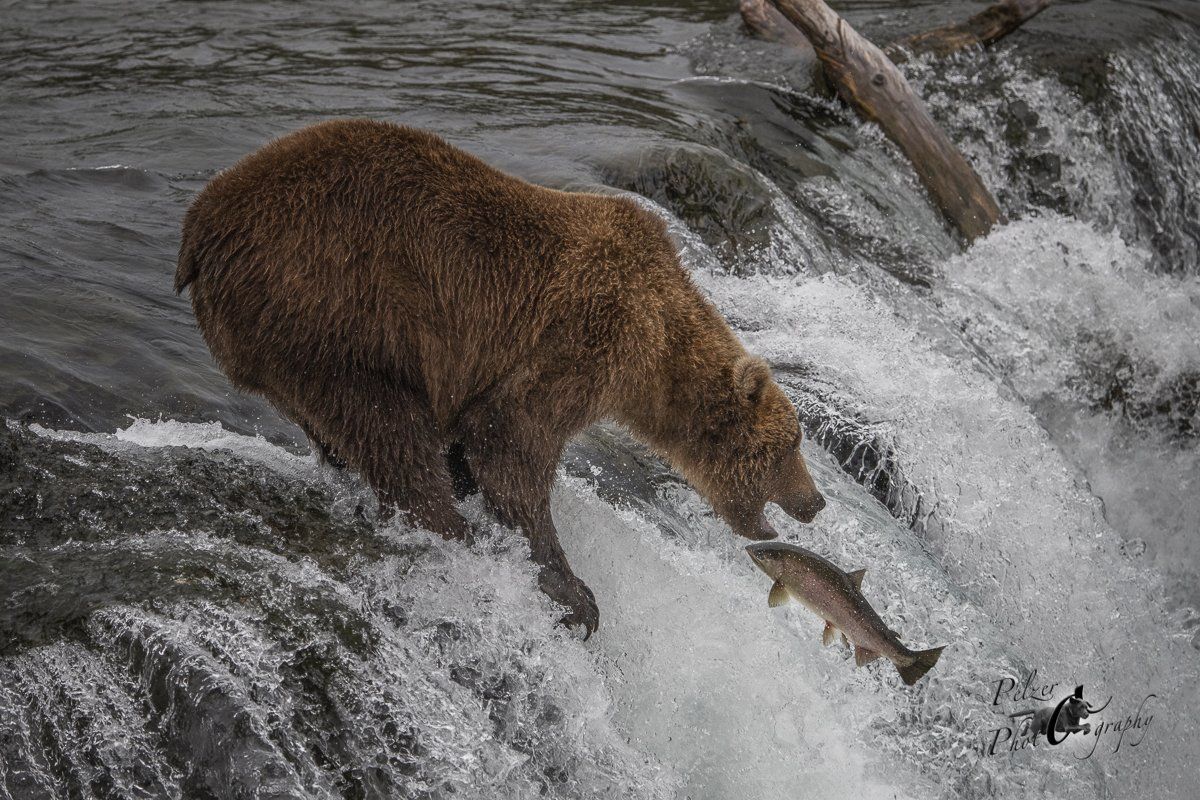 Grizzlybär (Ursus arctos horribilis)