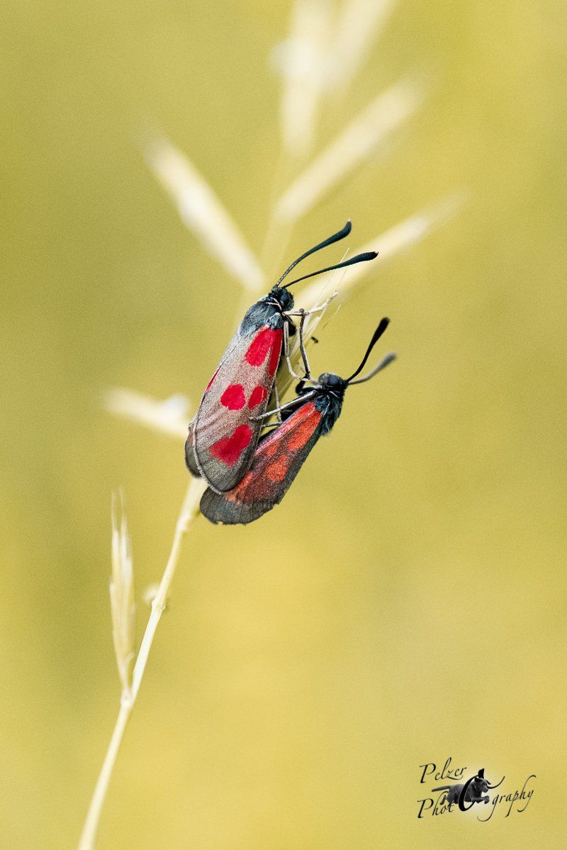 Beilfleck-Rotwidderchen (Zygaena loti)