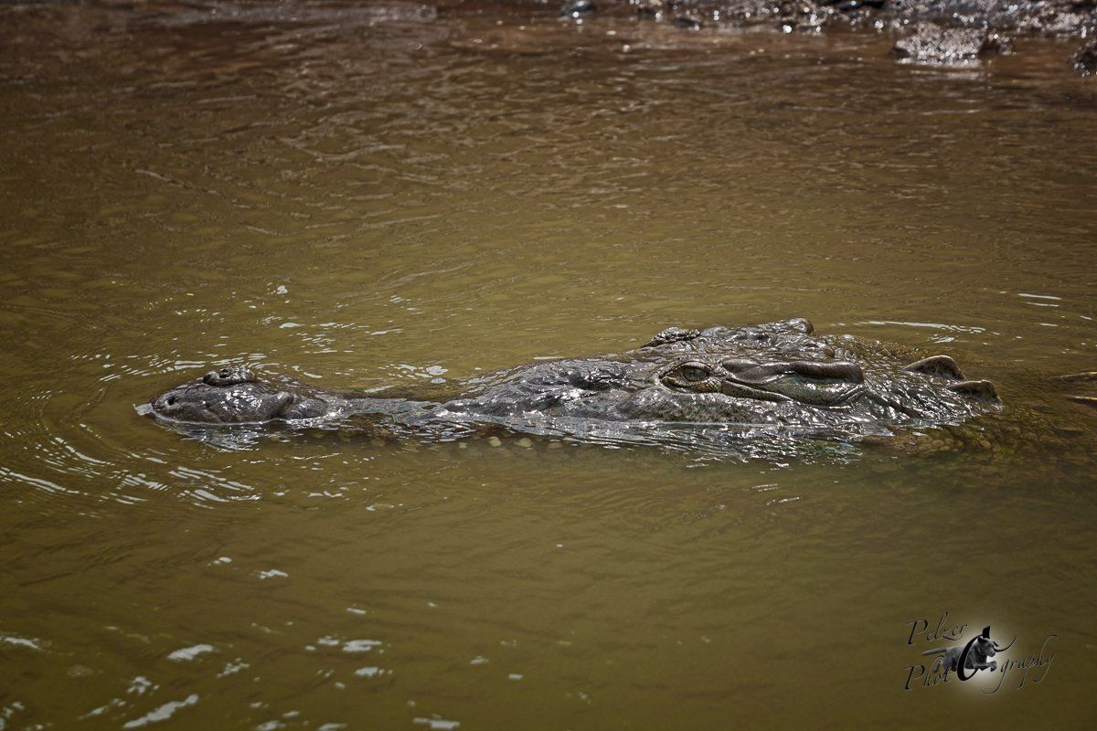 Spitzkrokodil (Crocodylus acutus)