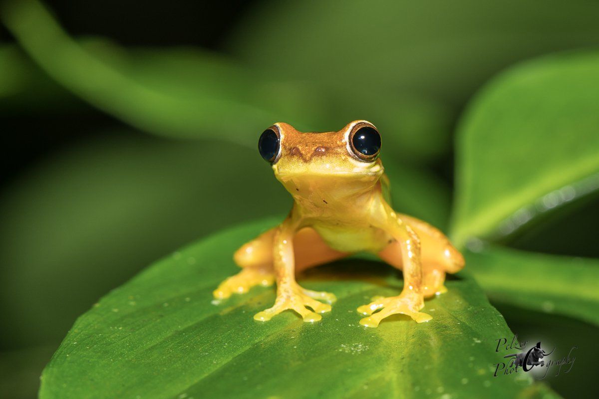 Bromelienlaubfrosch (Dendropsophus ebraccatus)