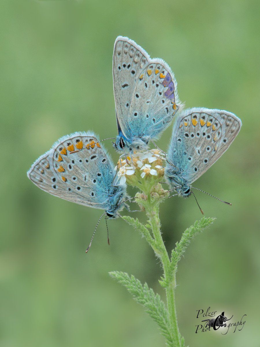 Hauhechel-Bläulinge (Polyommatus icarus)