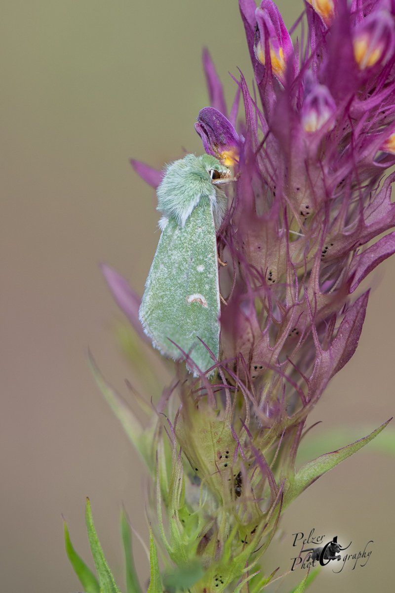 Grüneule (Calamia tridens)