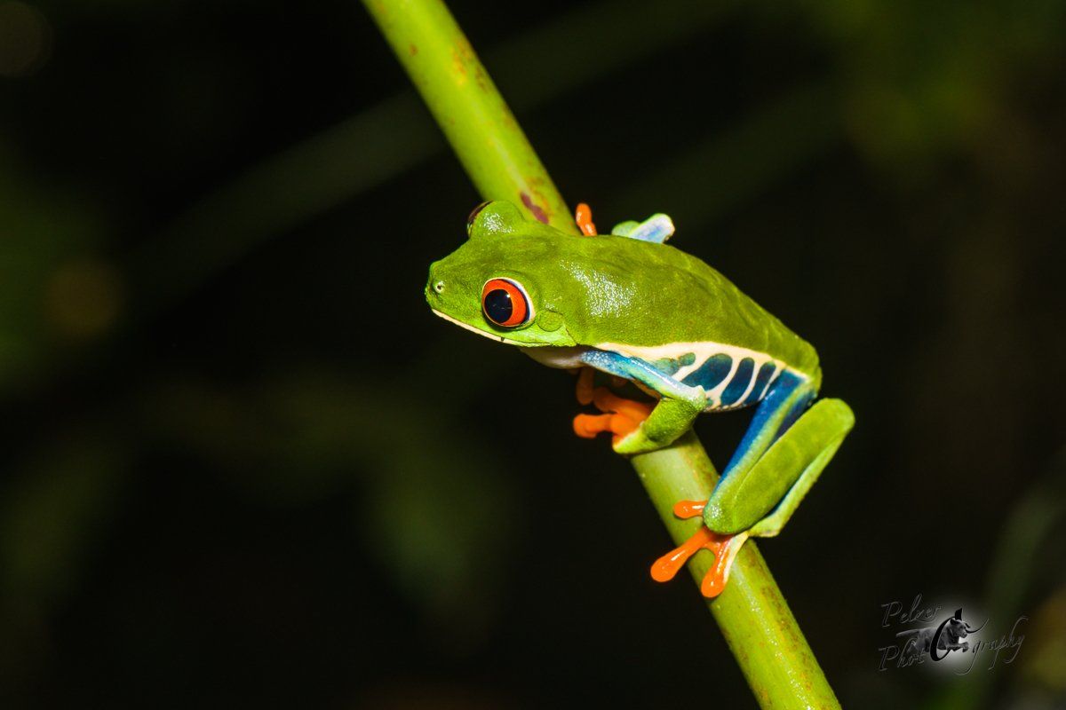 Rotaugenlaubfrosch (Agalychnis callidryas)
