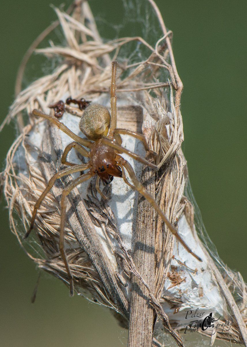 Ammen-Dornfinger (Cheiracanthium punctorium)