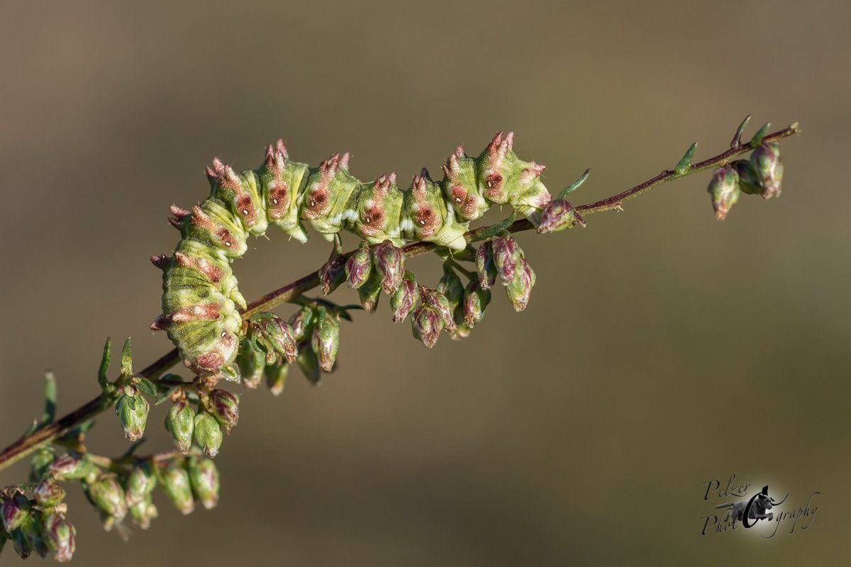 Beifuß-Mönch (Cucullia absinthii)