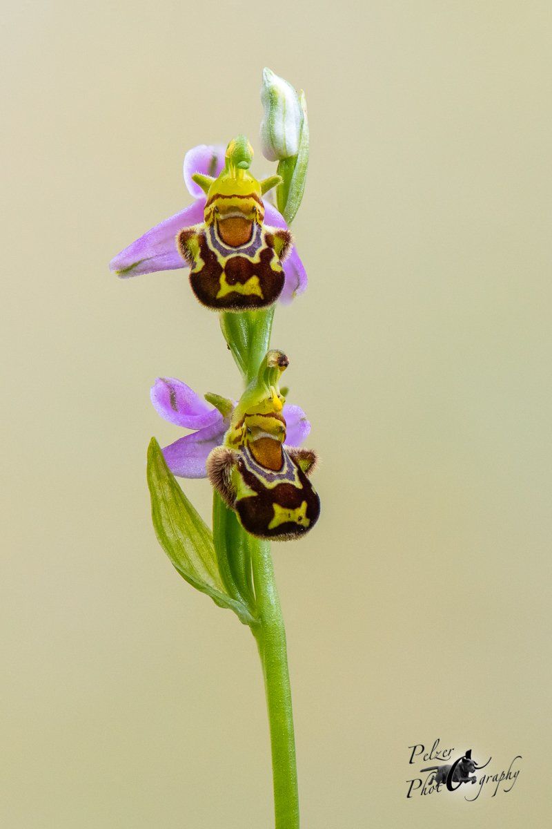 Bienen-Ragwurz (Ophrys apifera)