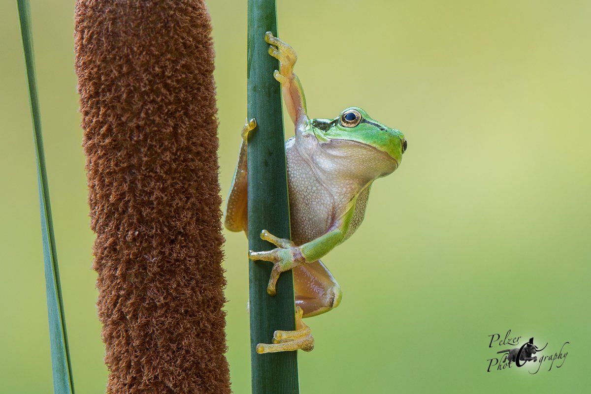 Europäischer Laubfrosch (Hhyla arborea)