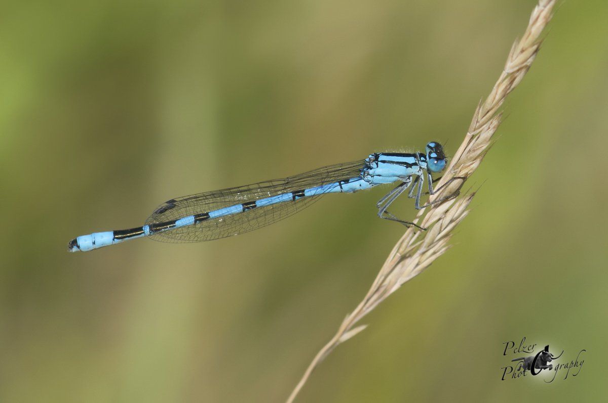 Gemeine Becherjungfer (Enallagma cyathigerum)
