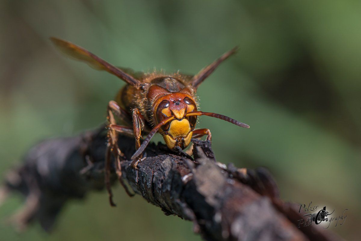Hornisse (Vespa crabro)