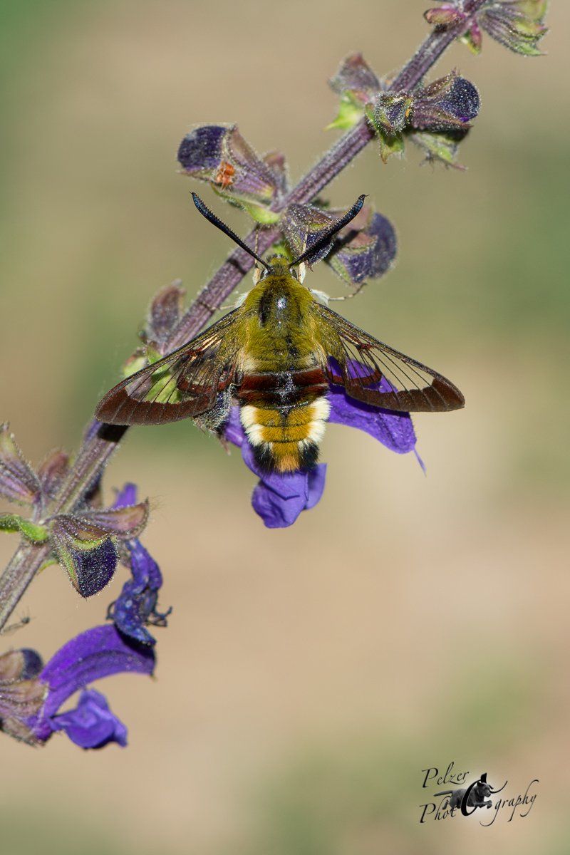 Hummelschwärmer (Hemaris fuciformis)