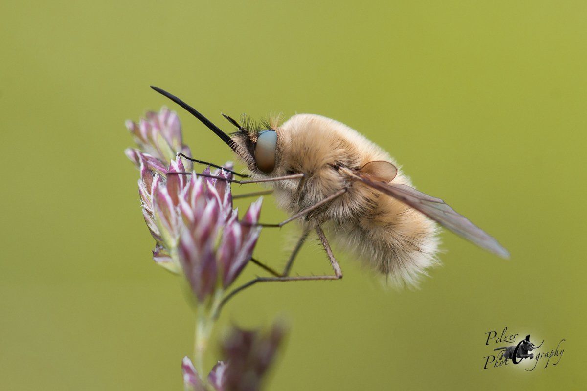Kleiner Wollschweber (Bombylius minor)