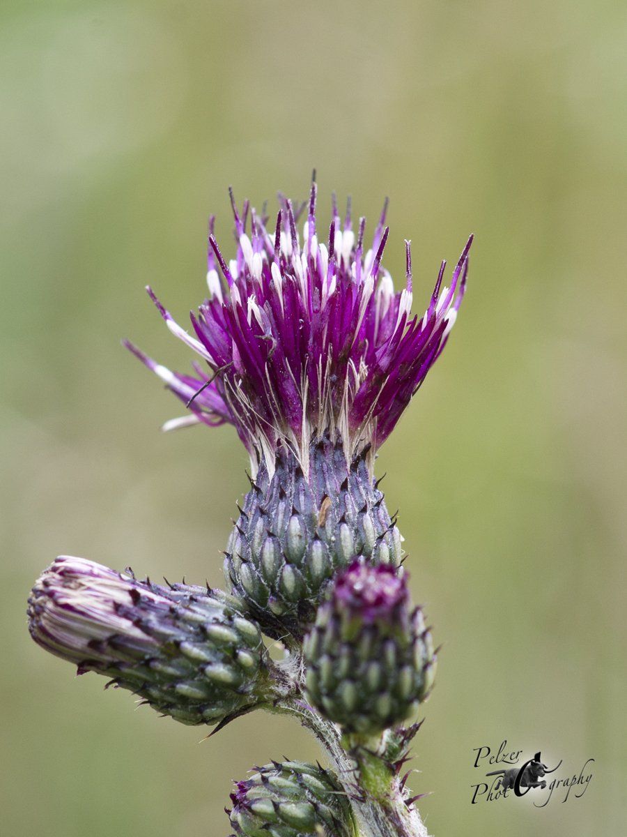 Krause Ringdistel (Carduus crispus)