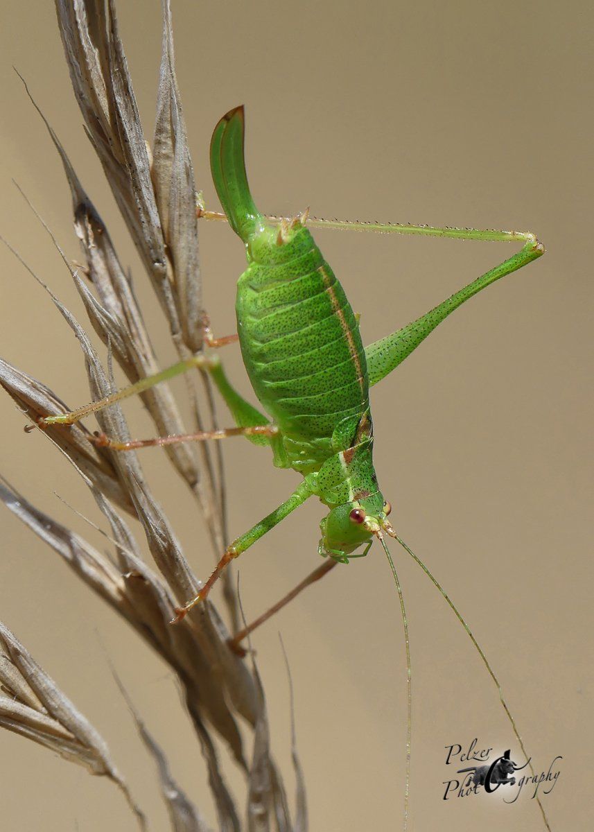 Punktierte Zartschrecke (Leptophyes punctatissima)