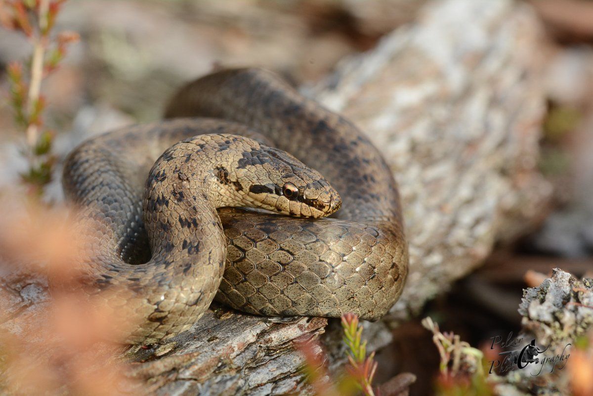 Schlingnatter (Coronella austriaca)