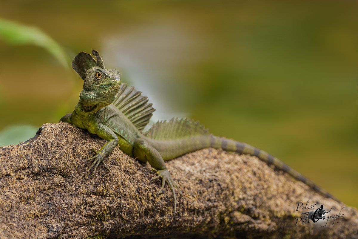 Stirnlappenbasilisk (Basiliscus plumifrons)