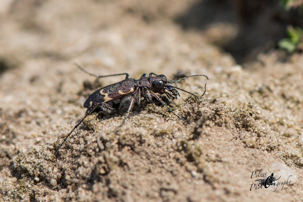 Wald-Sandlaufkäfer (Cicindela sylvatica)
