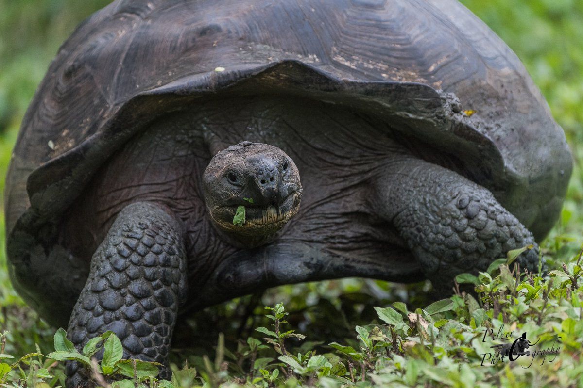 70 Santa-Cruz-Riesenschildkröte (Chelonoidis porteri)