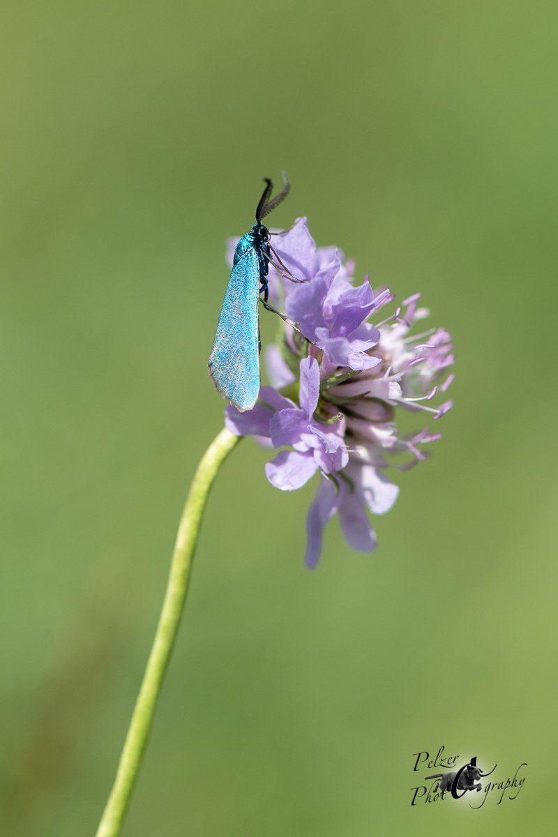 Flockenblumen-Grünwidderchen (Atscita globulariae)