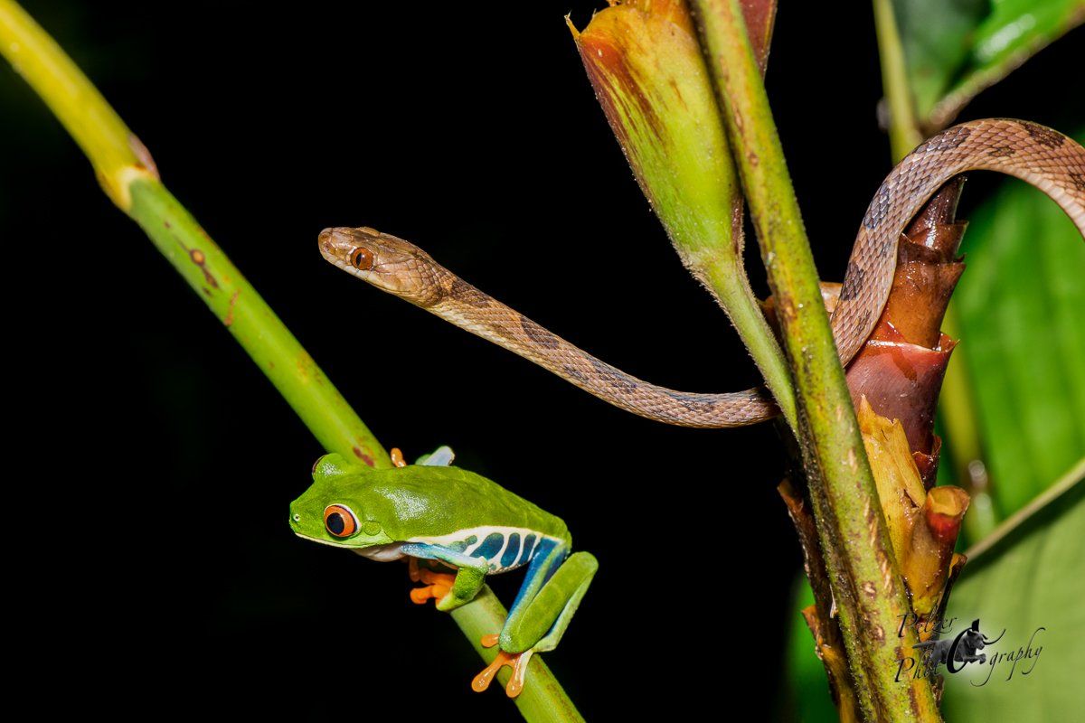 Rotaugenlaubfrosh & Riesennatter