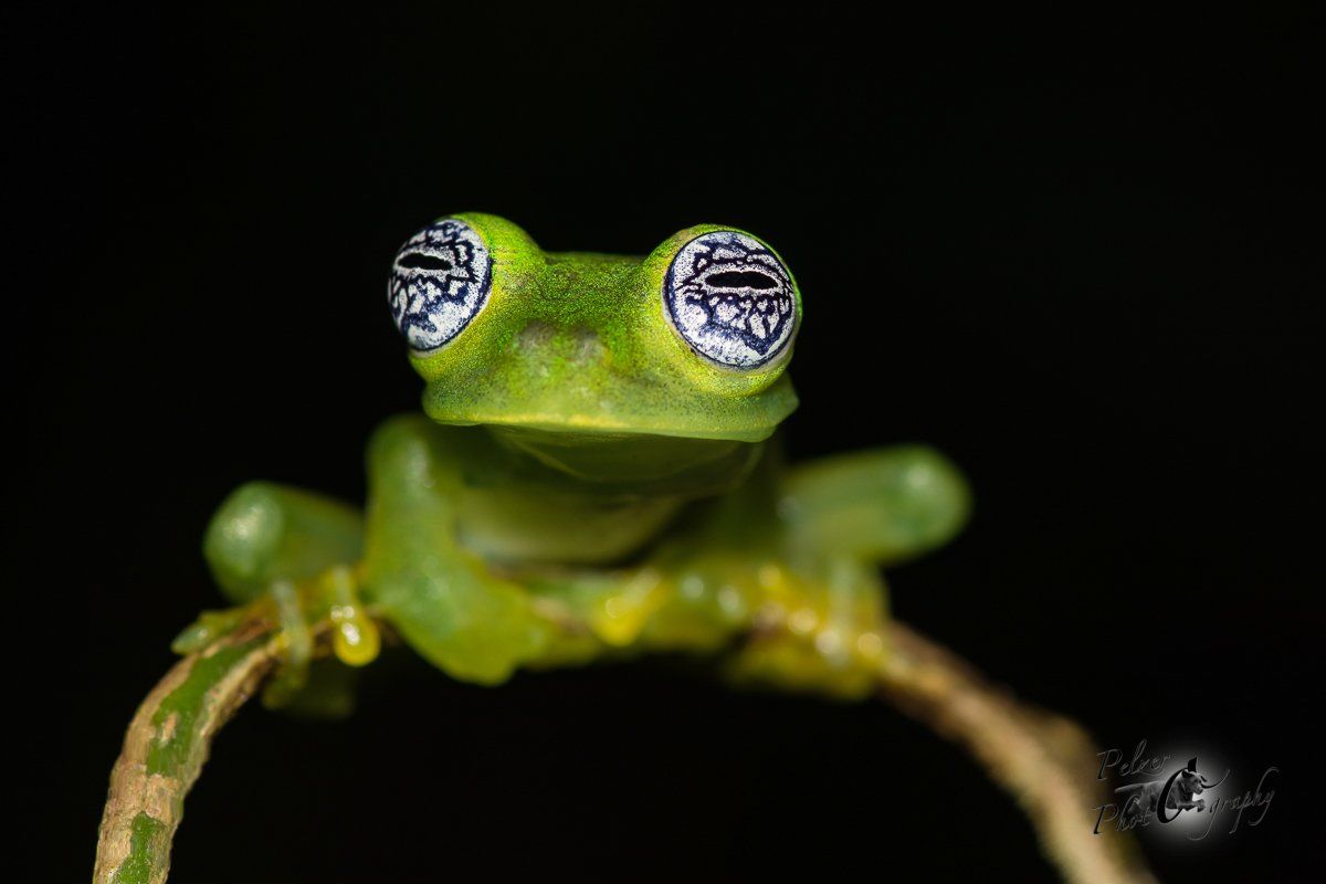 Limon giant glass frog (Sachatamia ilex)